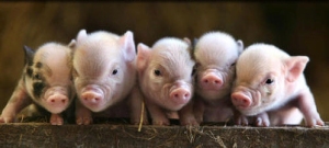 cute-baby-pigs